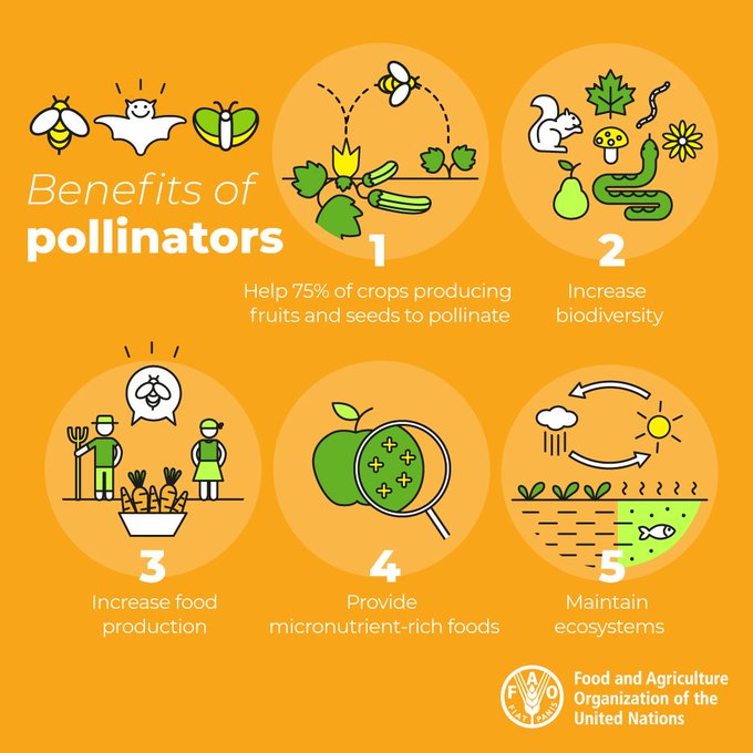 There are more than 20,000 species of wild bees alone but pollinators are not just bees 🐝

Pollinators make an essential contribution to the worlds #FoodSecurity, increasing #biodiversity,  maintaining ecosystems and much more:
@FAOclimate