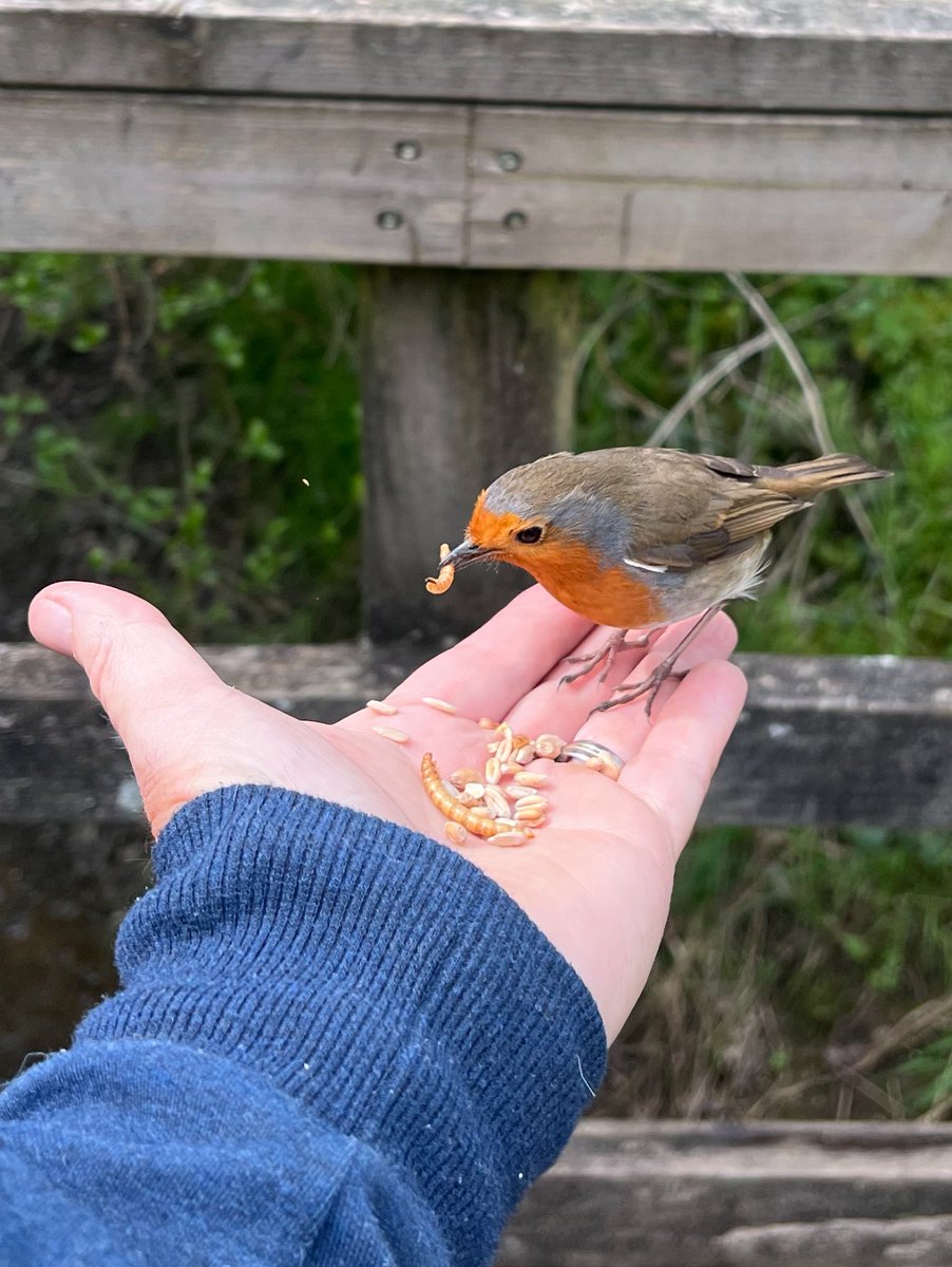 Nice to get out today, met a friendly Robin #Robin #bird #birding #birdlovers #birdoftheday #birdphotography #birdphotography #birds #BirdUp #birdwatcher #birdwatching #oiseau #NationalRobinDay #followfriday #pájaro #vögel #wildlifephotography #Wildlife #backyardbirds