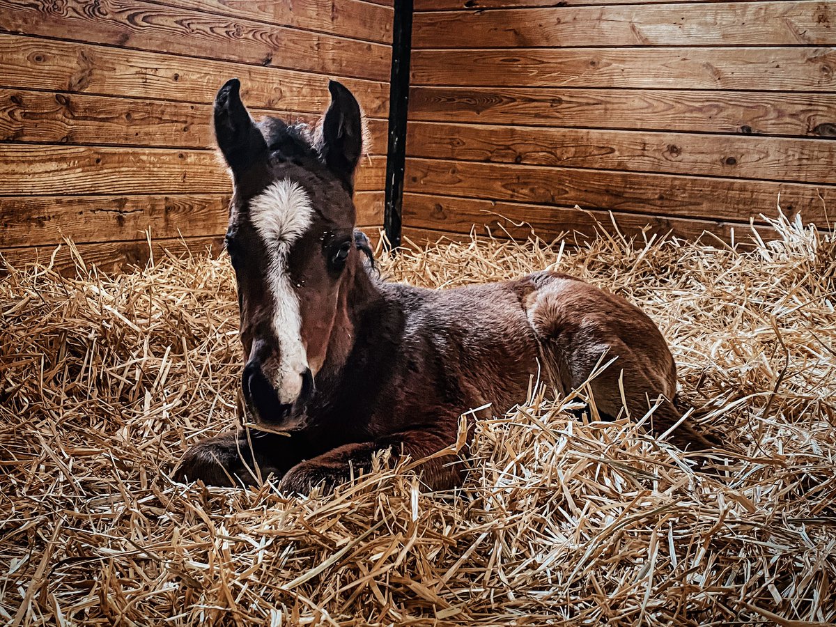 Happy Foal Friday! Im starting to see a theme going on these last few weeks 😍 #nybred #flashyfoalfriday @IrishHillFarm @nytbreeders