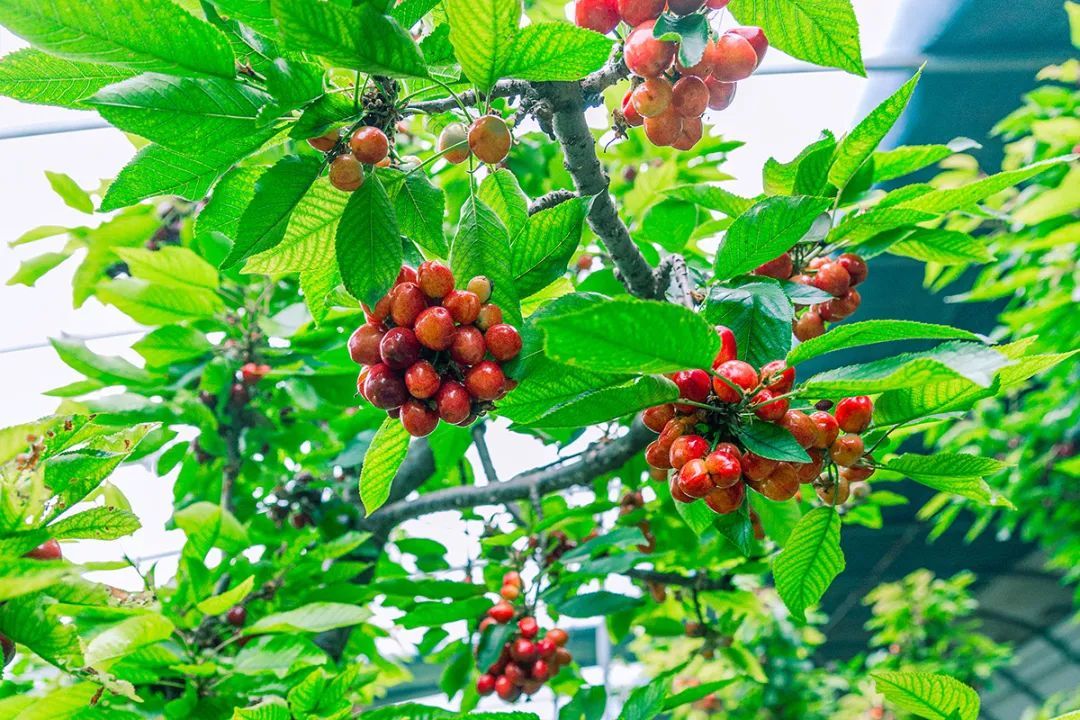 DailyBeijing's tweet photo. The cherries in Longwantun town, Shunyi district, have entered the picking period, and fruit farmers are busy picking. #Beijing #Shunyi #cherry #farmer https://t.co/x7UavqIY2c