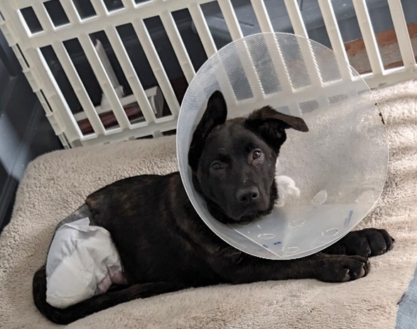 A 5-month old Dutch Shepherd mix came to @NEHumaneSociety as an injured stray. Veterinarians were able to save Flo’s life, but not her leg. Flo has been recovering with loving care from an NHS foster parent. DDAF's grant helped with her care. Now she has a second chance at life.