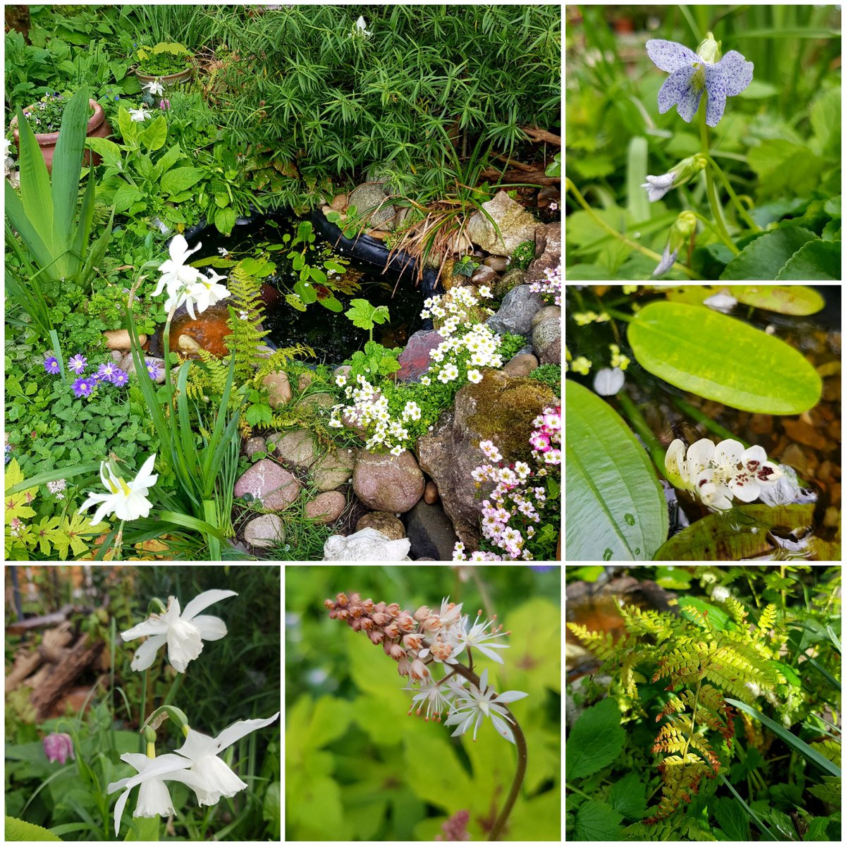 I love my little pond in spring. It has been in for 4 yrs and plants are now maturing around it. Some of my faves this spring pictured (Viola Freckles, Water Hawthorn, Fern, Tiarella, Narcissus Thalia). The pond is also full of critters, makes all that initial work worthwhile...