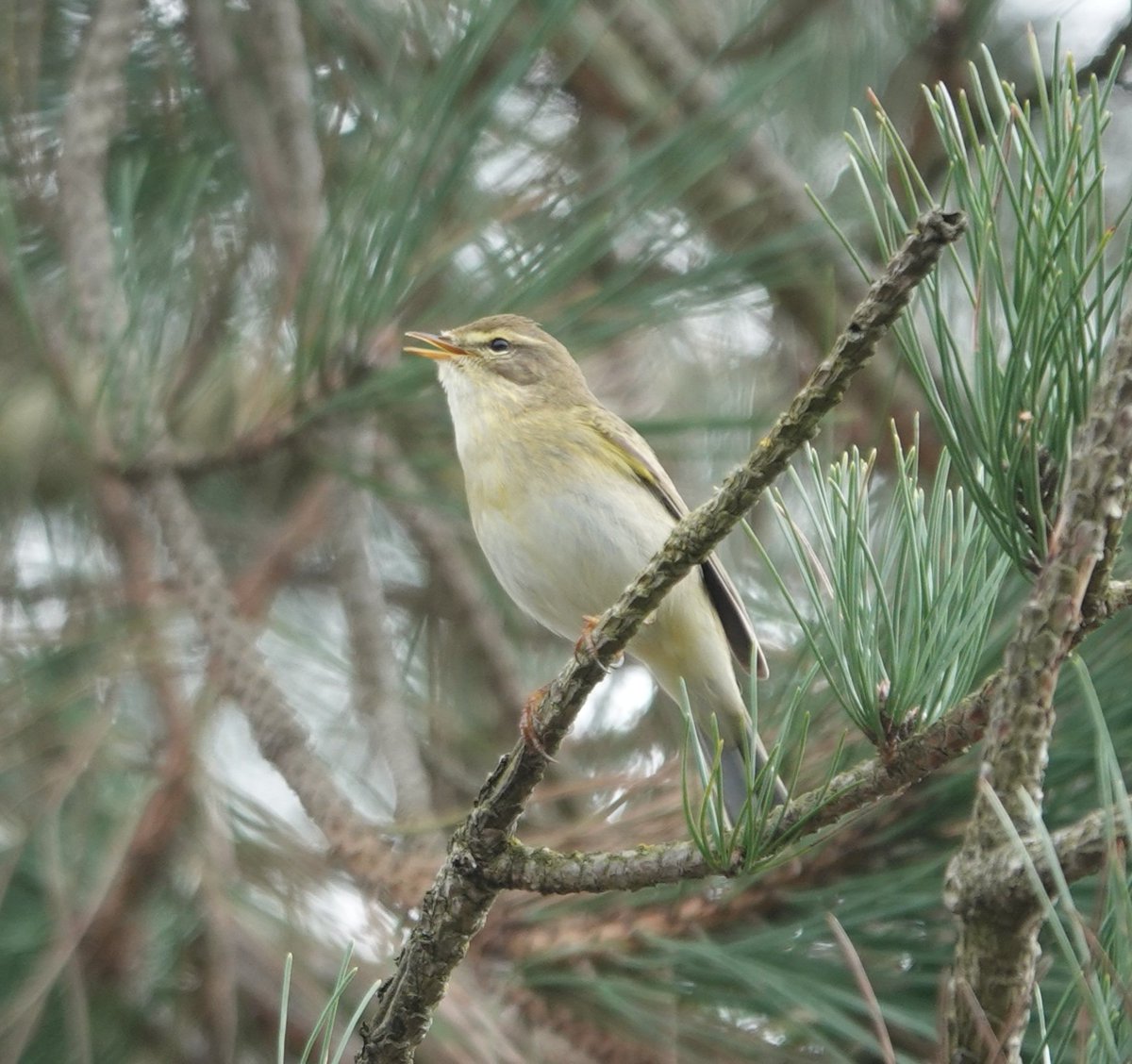 Willow Warbler from Benone this morning #birdwatching #BirdsSeenIn2024 #birding #birdphotography