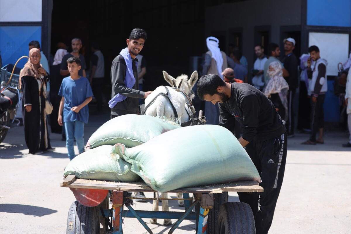 Today the start of initial vital fodder delivery and distribution, 1,500 tonnes of essential animal fodder, enough to supply milk for 50 days for all children under 10 in #Gaza 🥛. This covers around 20% of the @WHO recommended daily caloric intake. bit.ly/4cJEyZK