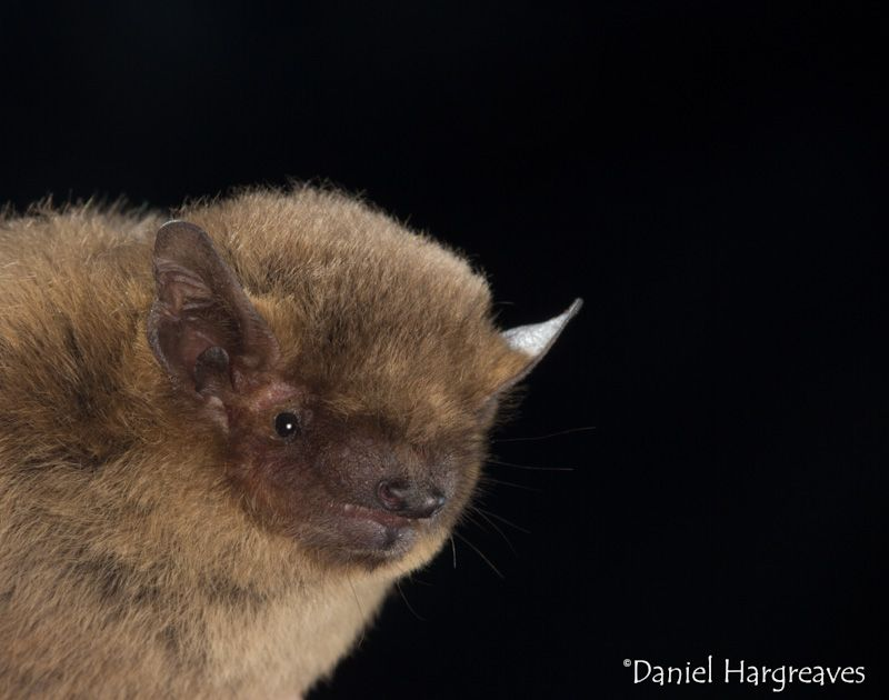 The next webinar in the @BatLifeEurope series will be given by @Batman_Shipman on Soprano pipistrelles. Sign up via the event page to join on 8th April at 20:00 CET (19:00 UK time). us02web.zoom.us/meeting/regist…