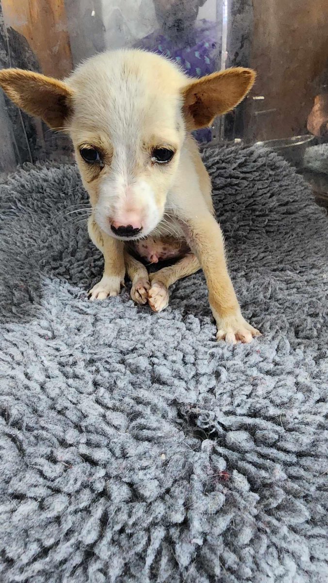 Meet Cucumber 🧡 This sweet baby boy was found disabled, alone & in heavy thunderstorms recently in Akuressa. Fortunately a staff member spotted him & brought him to the sanctuary. It looks like he was bitten by another dog & left disabled due to spinal damage. He has…