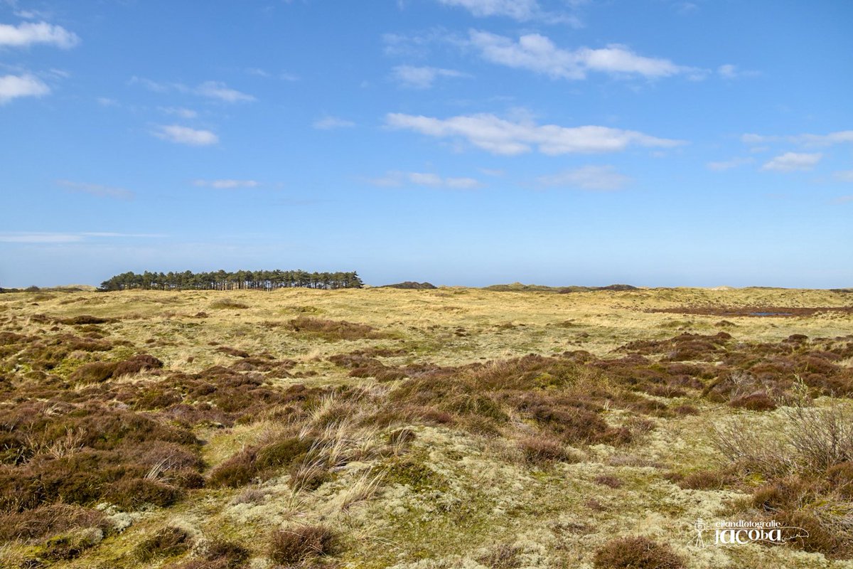 De eiland “steppe” #kasperplak #terschelling #wadden