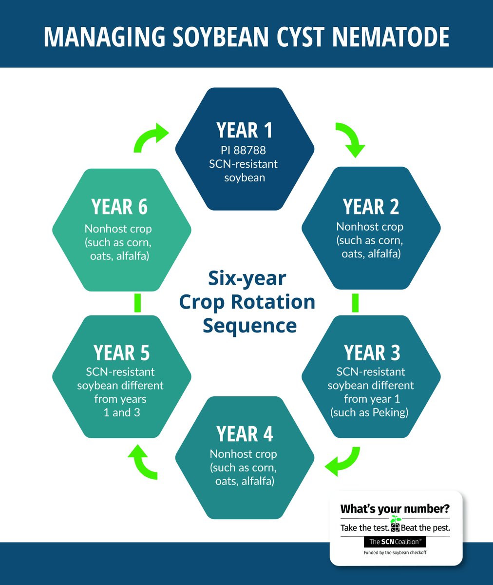 Rotating #SCN-resistant soybean varieties and rotating to nonhost crops helps reduce SCN numbers while ensuring these tools remain effective for farming for years to come. Here’s an example of what a 6-year crop rotation plan might look like. Learn more: bit.ly/46QLZuC.