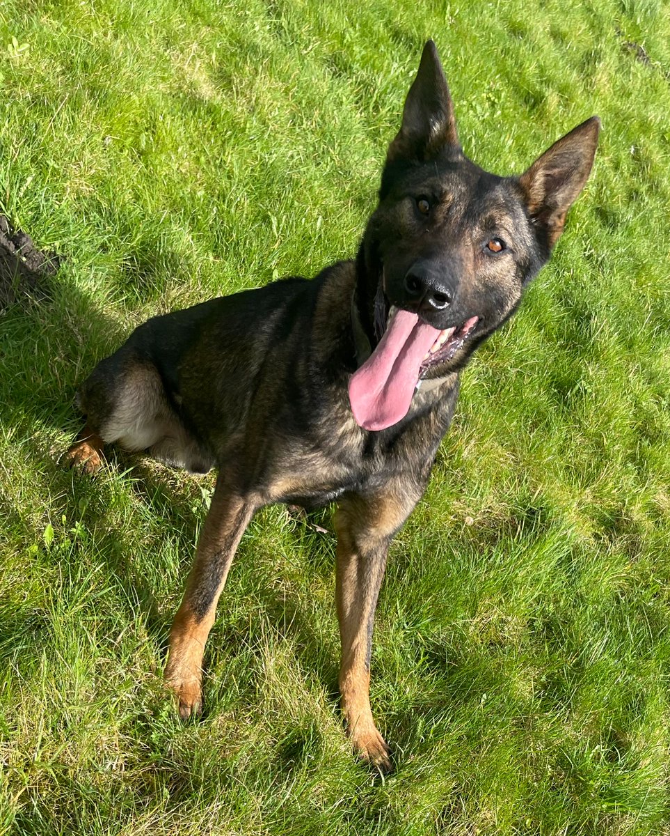 PD Otto helped officers in @NWPWestConCoast this morning, he tracked from a shop that had been burgled to where officers had stopped a male #linkingthepieces #teamwork #rota2