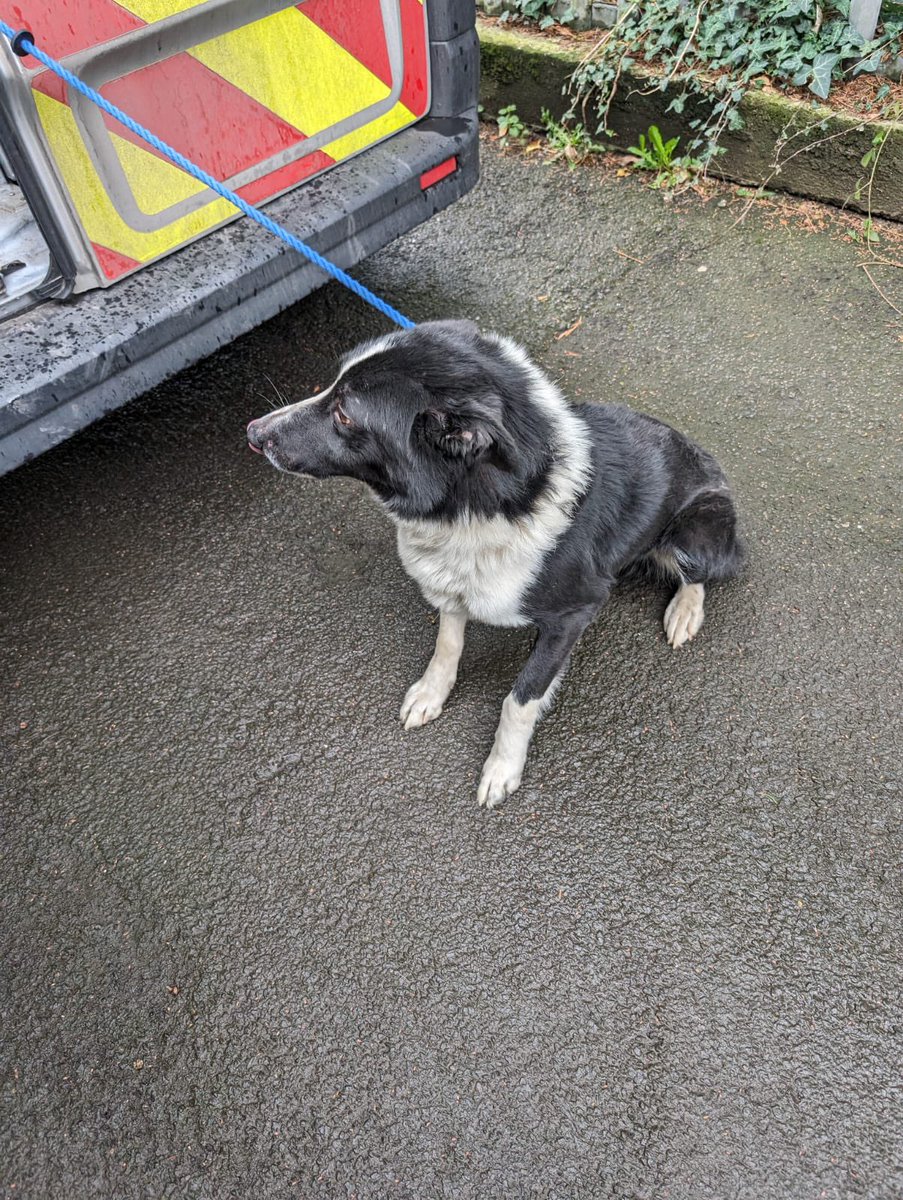 Male Collie Found in the Castlederg area today 05.04.24. Owner can claim by contacting the Dog control service between 10am & 4pm Monday to Friday on 028 71 253 253. Proof of ownership. For more information on the Dog Shelter visit: bit.ly/3vuSmGp