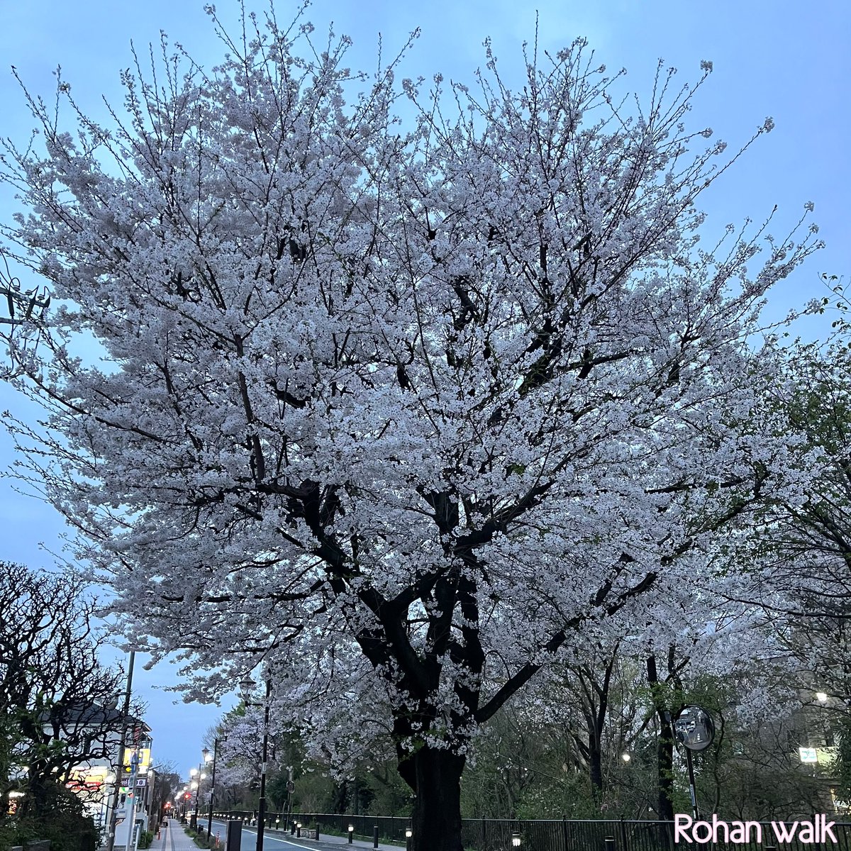 路庵さん歩（御殿山通り）御殿山通りの桜の老木。いと美し。土日が晴れればいいんだけどな。#路庵さん歩 #桜 #御殿山通り #玉川上水