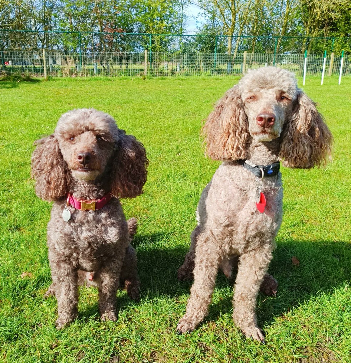 yorkshirejune's tweet photo. Just finished distributing all my flyers for the @HearingDogs  Great British Dog Walk @AskhamBryan College a week tomorrow .Half brothers
@Hearingdogpuppy
 Pasha ,Mocha and @HDambassadorZig will all be there.Will you ? 
@thisisyo1
@BBCLookNorth
@BBCYork
@HearingdogsNW https://t.co/YCxWkGXM4I
