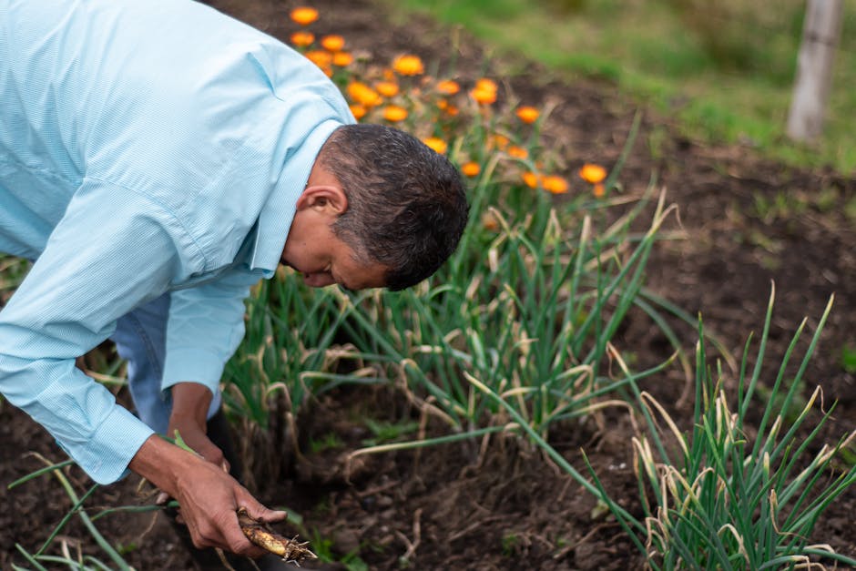 🌿All About Allotment Gardening 🌿in Wisbech! 📖 Learn how to cultivate your own slice of green paradise! Starting: 24th of May! ow.ly/F8TF50R9kRb #Wisbech #Fenland