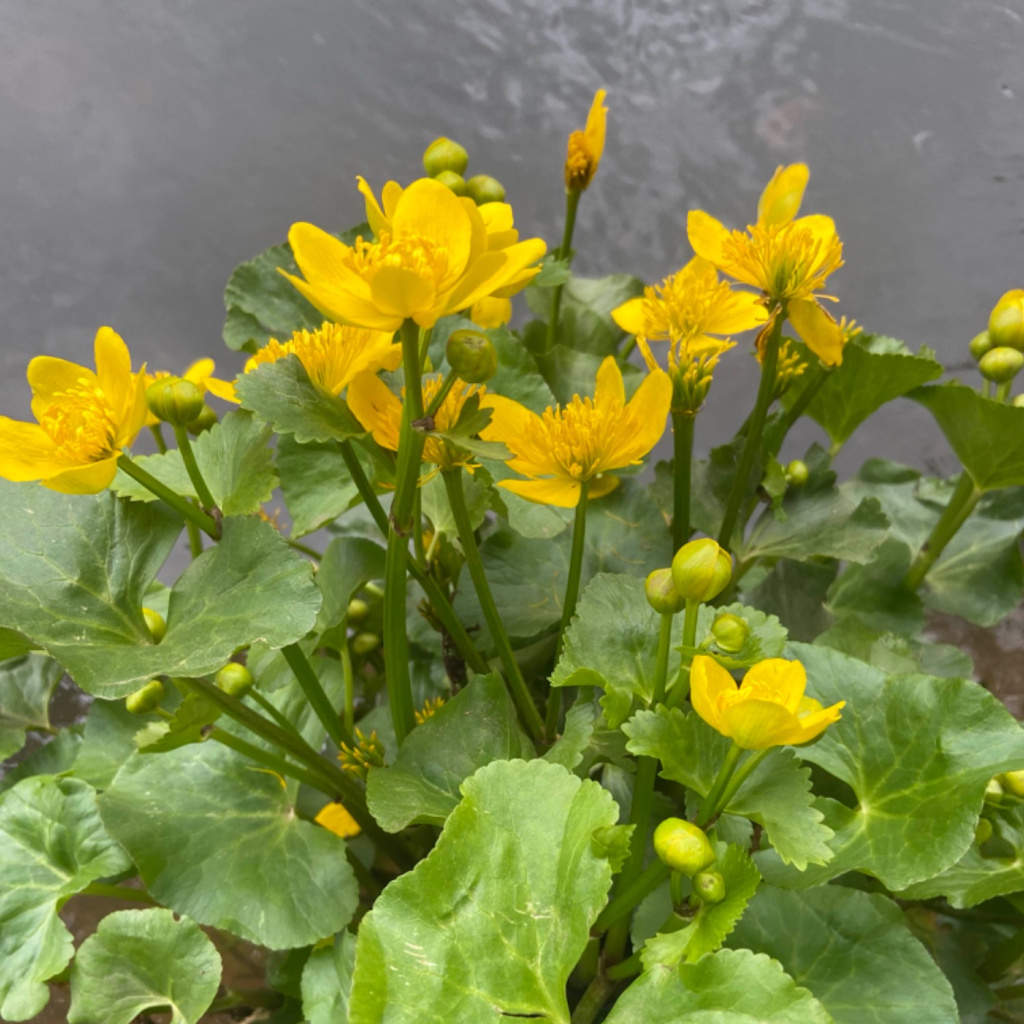 #RecordOfTheWeek today is Marsh Marigold (Caltha palustris), a lovely sign of Spring, spotted in Duffryn by Helena Antoniou. Many thanks for the record & photo, submitted via the LERC Wales App: sewbrec.org.uk/recording/app.