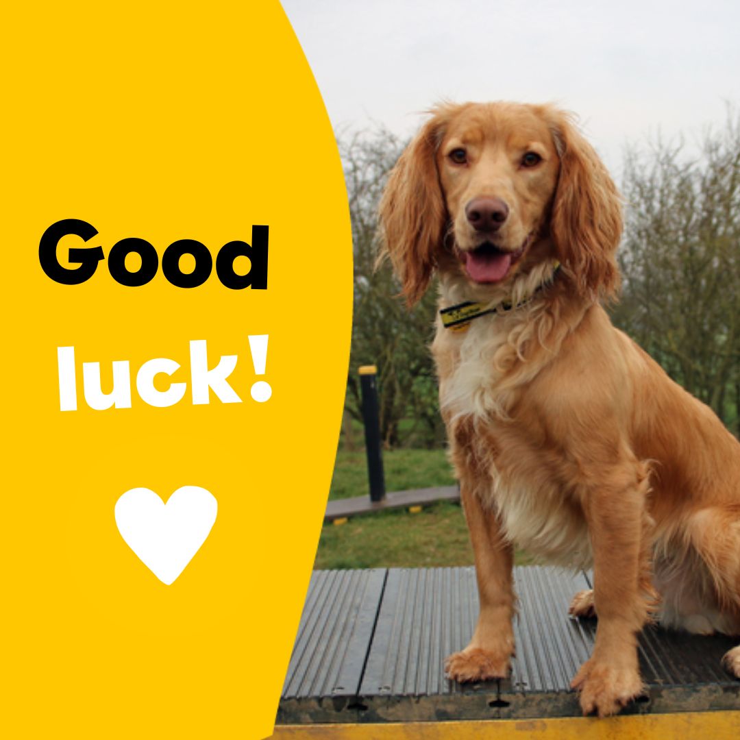 We want to say a huge good luck to all of our wonderful Dogs Trust runners who will be taking part in the London Landmarks Half Marathon this Sunday! Thank you so much for running for all the dogs in our care, we can’t wait to cheer you on 🏅💛 #LLHM2024