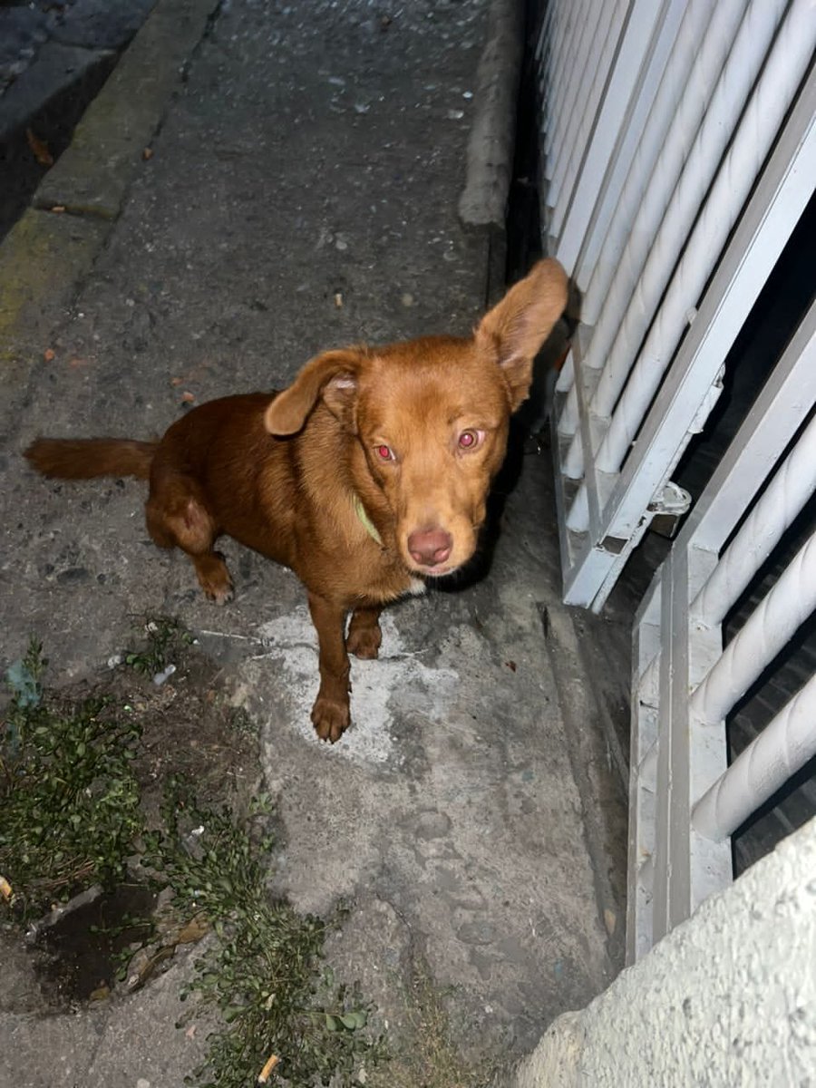PerroUsuario's tweet image. Él se encuentra por los lados de los Magallanes Catia - Caracas, no saben si se escapó o lo abandonaron, tiene collar pero sin identificación. Si alguien lo conoce o a su familia avisen al 0424-2641475 o si alguien lo quiere adoptar. Caso de terceros