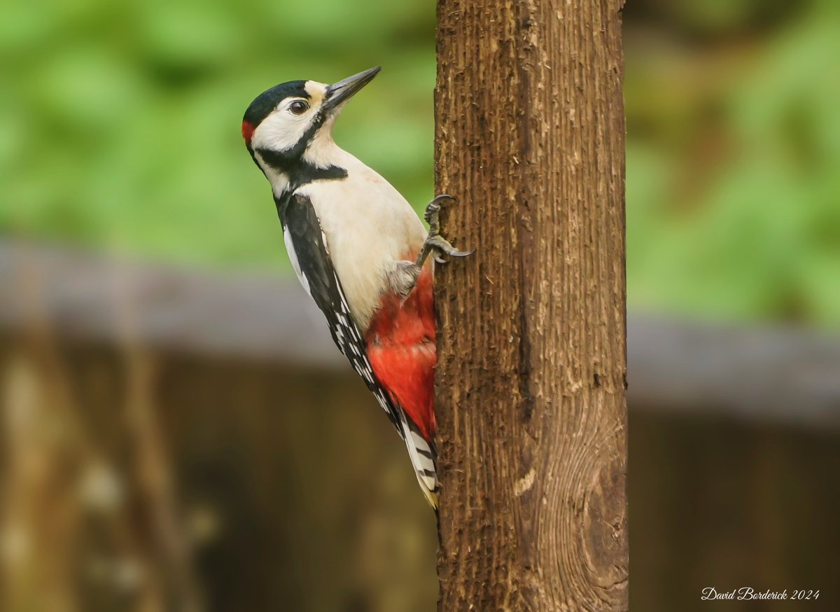 Great Spotted Woodpecker at RSPB Minsmere this morning @RSPBMinsmere @RSPBEngland @Natures_Voice @SuffolkBirdGrp