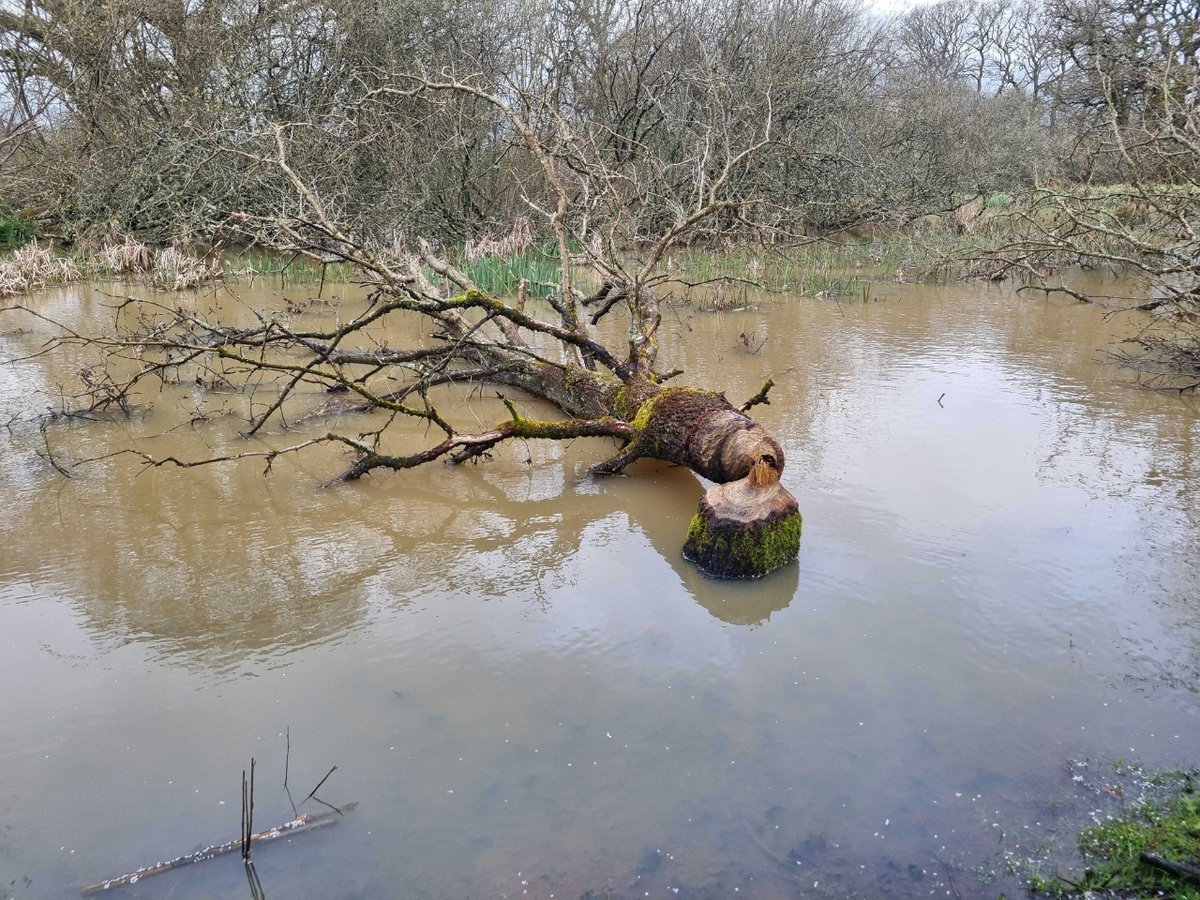 The beaver wetlands at Knepp have come into their own during this rainy spring 🌧️ #Rewilding Manager @SaraKingUK recently took these photos that show how much water they're holding, mitigating flooding while creating a diversity of habitats that support a mass of nature.