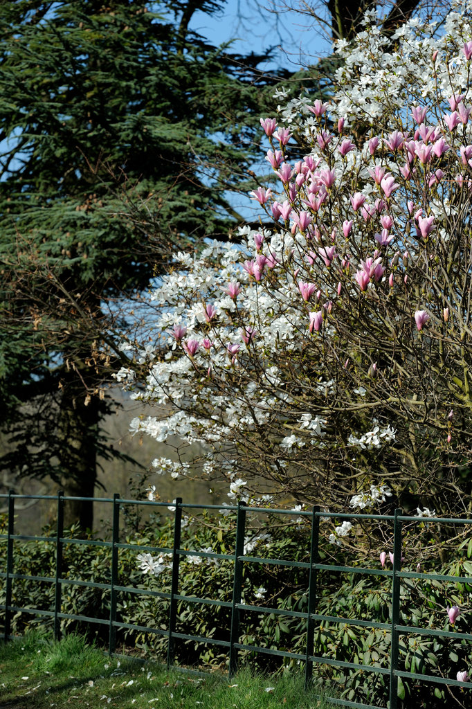 Magnificent magnolia in bloom at Witley Court 😍 #DYK that during the Victorian era, magnolia blooms were thought to represent dignity, nobility, poise, and pride? 🌼 📍 Witley Court, Worcester