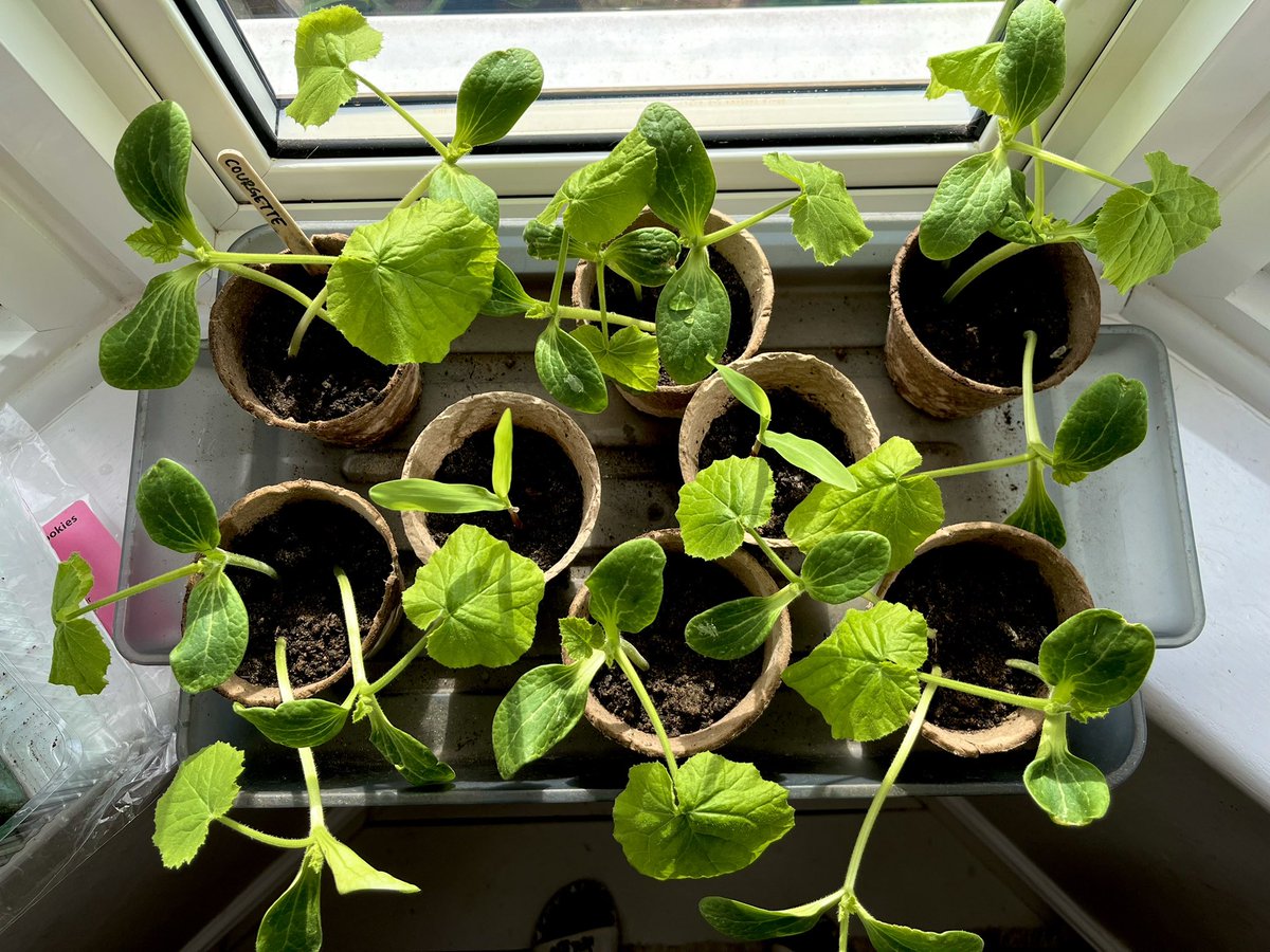 Gonna run out of windowsill space soon! #growyourown