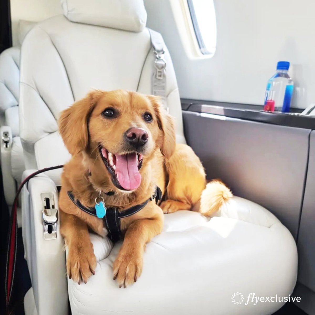 Don't leave your pet behind - fly with them this spring and make every mile of your journey a shared adventure. #flyPrivate #flyExclusive #pets