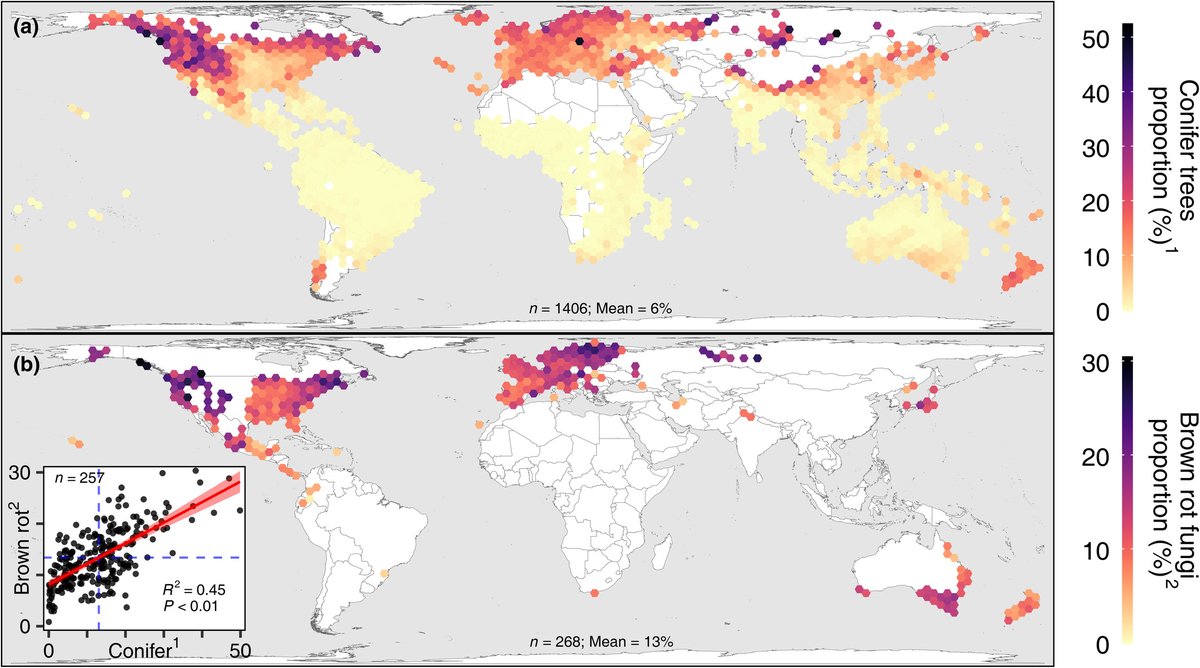 Global field collection data confirm an affinity of brown rot fungi for conifer trees 📖 ow.ly/k76T50R8cZN by Simpson et al. @hjsimpso @WileyPlantSci #PlantScience #fungi