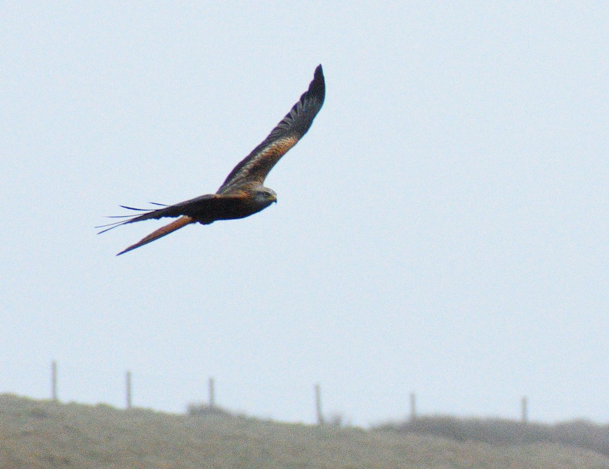 Red Kite in action #FlyDay