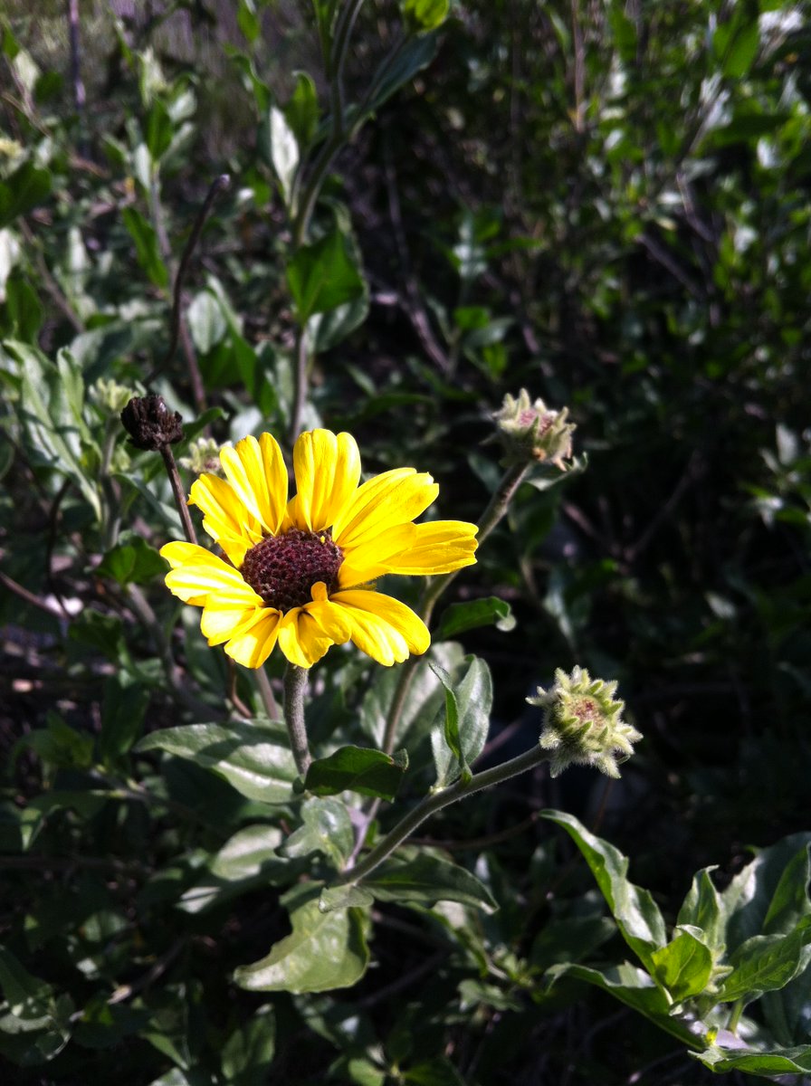 Most people associate sunflowers with the large annual plants grown in gardens & painted by Van Gogh. But did you know that Southern California also has a different kind of sunflower that grows small flowers on a bush called the California Bush Sunflower?