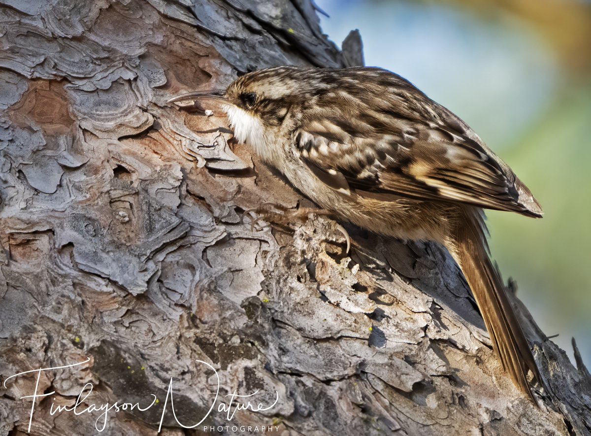 Short-toed tree creeper probing for invertebrates under the bark of a stone pine tree @FinlaysonGib @GibGerry @_BTO #BBCWildlifePOTD @Natures_Voice @BirdWatchDaily @BirdwatchExtra