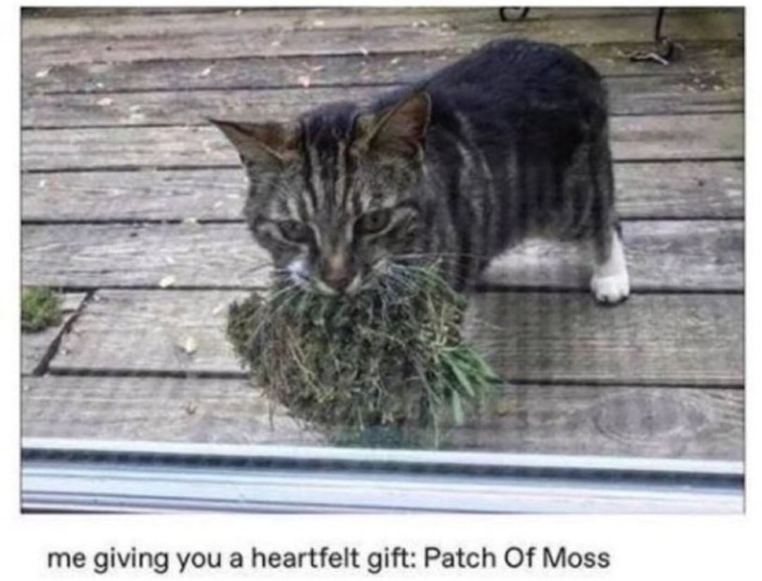 mischiefanimals tweet picture