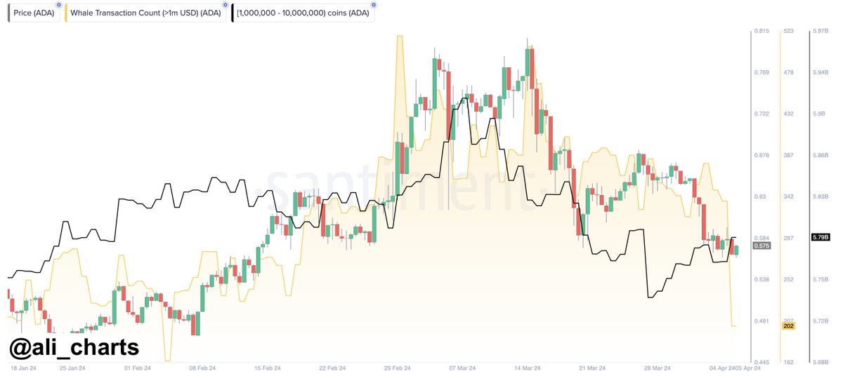 #Cardano is experiencing a lull in whale activity, signaling potential for further $ADA price consolidation or an impending drop.