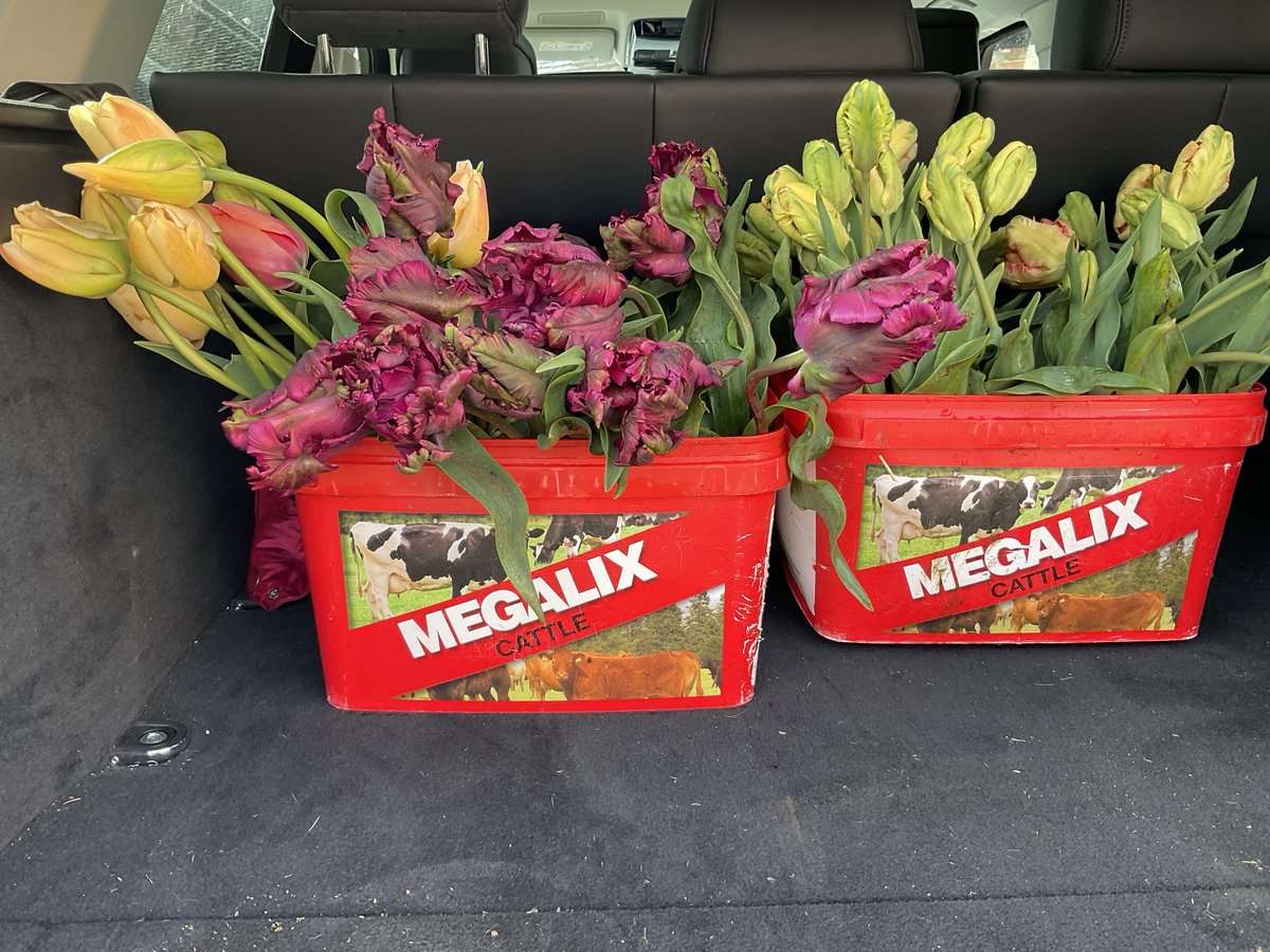Our cattle mineral lick tubs have proved to be ideal for transporting #Tulips …….nearly over but they’ve been so popular 🌷🌷🌷💕💕💕