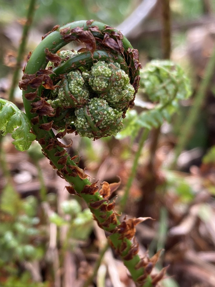 No work, just walked and sat for three hours appreciating Spring in our woodland. A natural high beyond compare