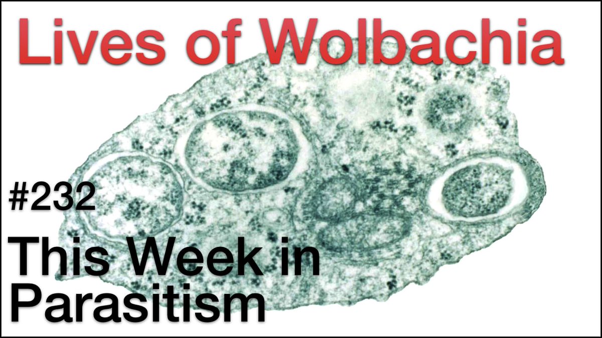 TWiP reviews the cellular lives of Wolbachia, a gram-negative bacteria that infects many arthropods and filarial nematodes with very different outcomes – parasitism or mutualism. Hosts: Dickson Despommier, Daniel Griffin, and Christina Naula. 📺 bit.ly/4aoISvK