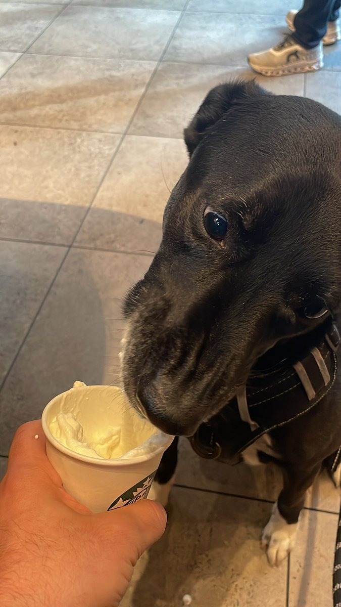 We all need that morning coffee #pupcup #starbucks #BestFriends