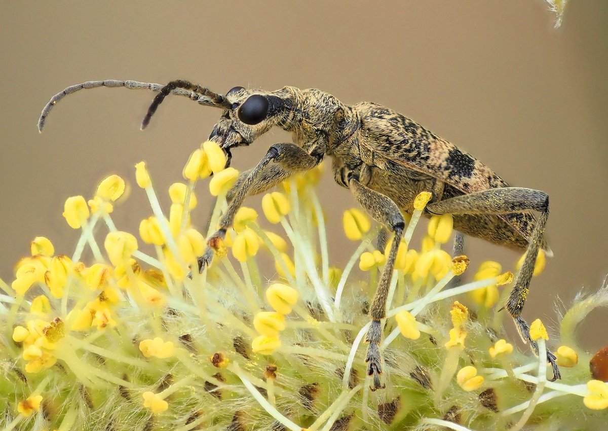 Rhagium mordax...my first longhorn beetle of the year, posing on Salix at Cali Heath @YorksWildlife reserve this am. @ynuorg @NLonghornRS