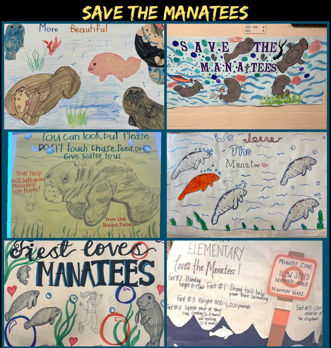 CFISD-Club Rewind wants everyone to know that “Manatees are peaceful and calm marine animals that do not harm anyone.” 😊 Be nice to the Manatees.😊