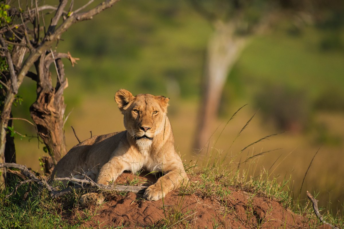 A lioness of Ololoitikoishi pride having a relaxing moment | Masai Mara | Kenya
.
.
#EcoTourism #intoafrica #animallife #Ololoitikoishipride #magicalmasaimara #lionpride #destinationwild #magicalkenya #lionsofmasaimara #amazinganimals #endangeredanimals #kenyawildlife…