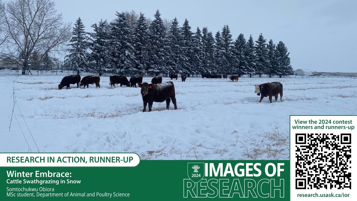 Congratulations to @agbiousask MSc student Somtochukwu Obiora, runner-up for the ‘Research in Action’ category in the #USask 2024 Images of Research competition! #USaskResearch For more info on the photo> research.usask.ca/ior