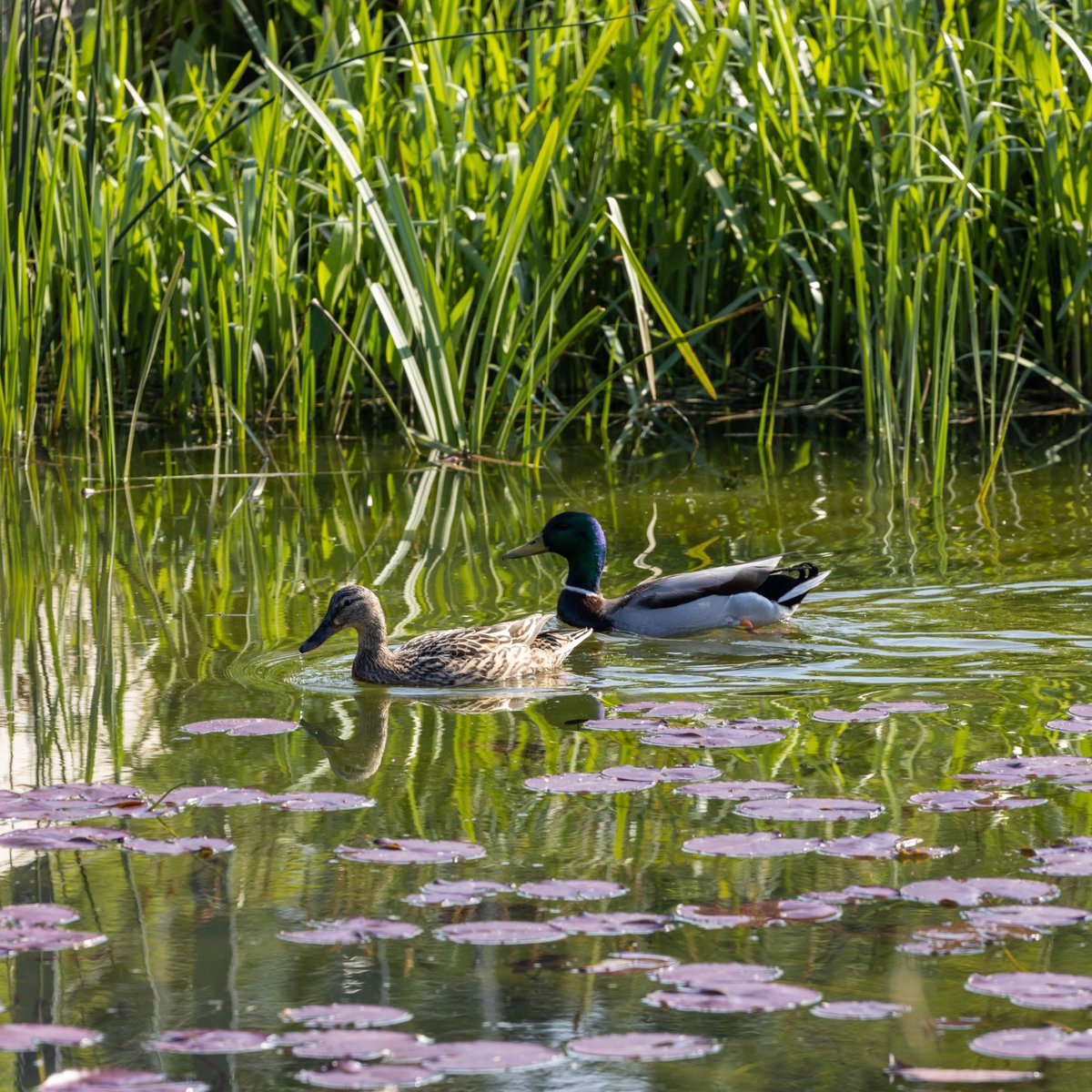 Enjoy the warmer weather and explore wildlife in Claremont Park with our spring nature trail! 🐝 ⁠ Brent Cross Town is home to many plants and animals, and with this fun outdoor trail you can learn all about nature in the neighbourhood. Find out more at: brentcrosstown.co.uk/stories/spring…