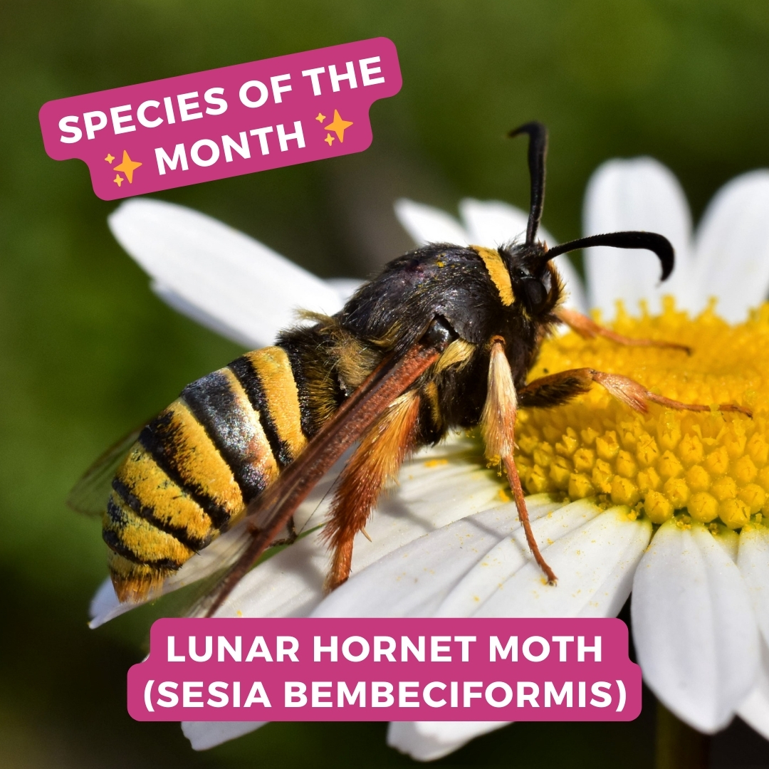 Meet our species of the month, the Lunar Hornet Moth! ✨ Part of a group of day-flying moths known as the ‘Clearwings’, they use their incredible mimicry skills to deter predators. Get to know this marvellous moth 👉 butterfly-conservation.org/news-and-blog/… 📷: Antony Wren #MothsMatter