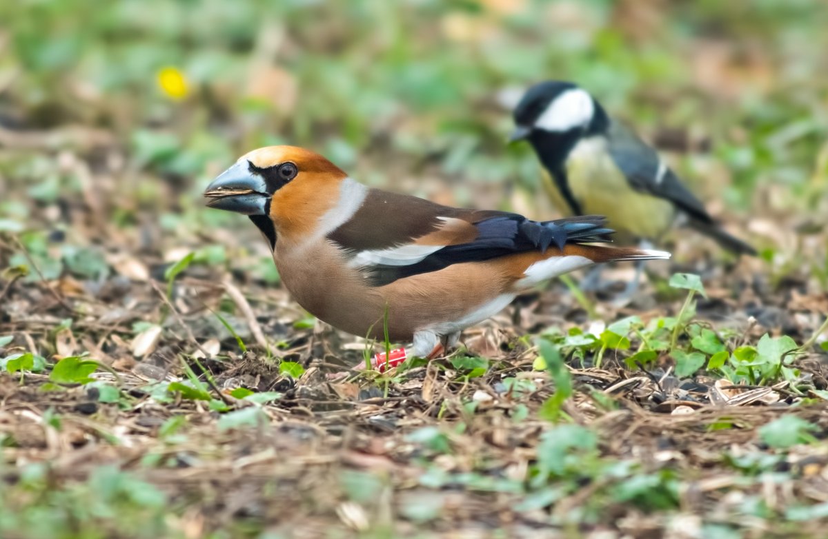 WhitleyBirder tweet picture