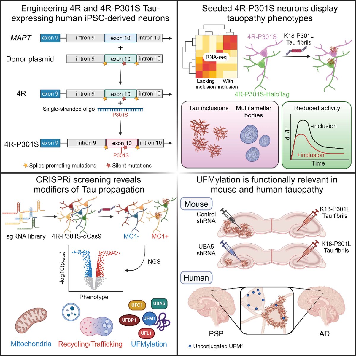 Thrilled to announce our latest work in @CellCellPress! We've developed a new human neuron model that effectively mimics tau aggregate spread in tauopathy. Details here: cell.com/cell/fulltext/… (1/5)