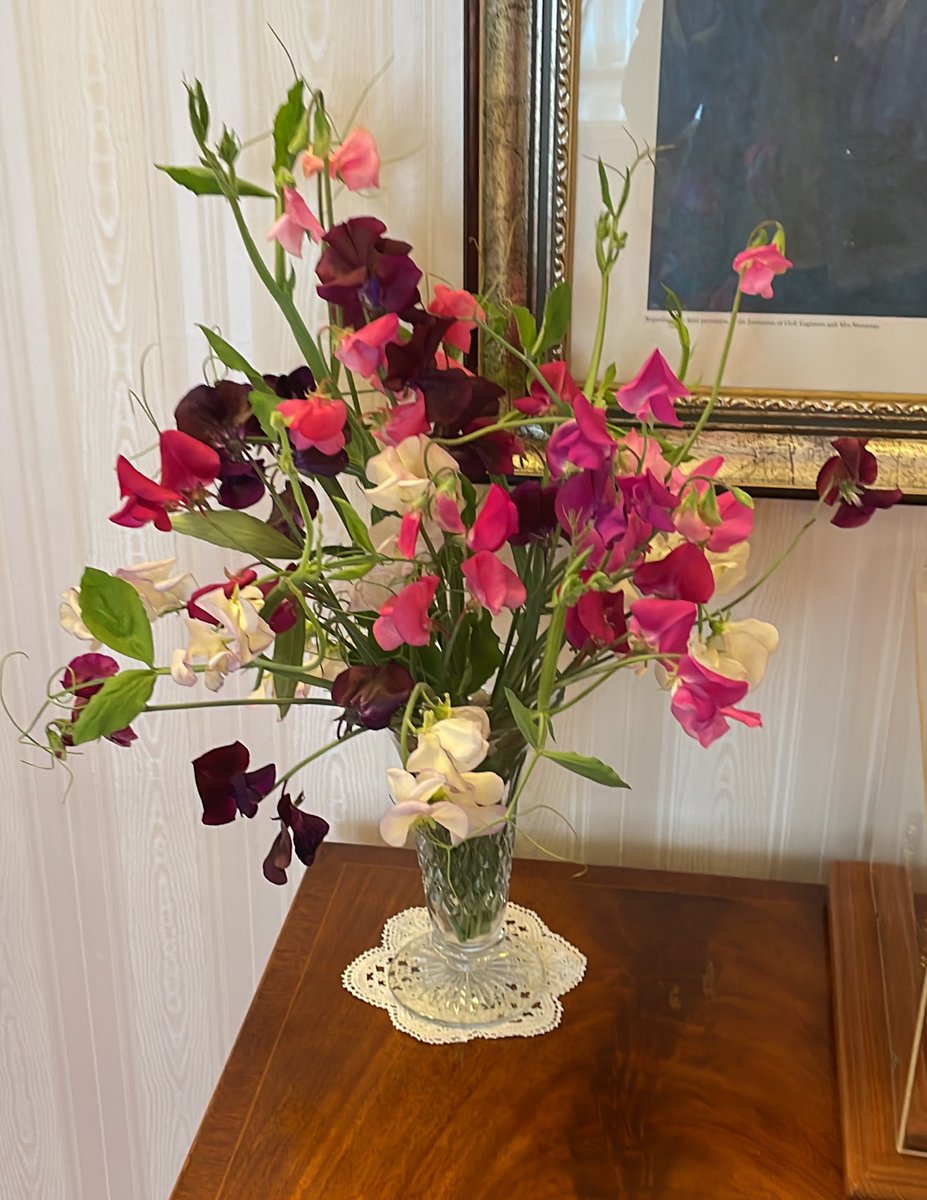 Surprised by the glorious scent of this bunch of sweet peas in the hall and grown in one of the @GHFalklands greenhouses