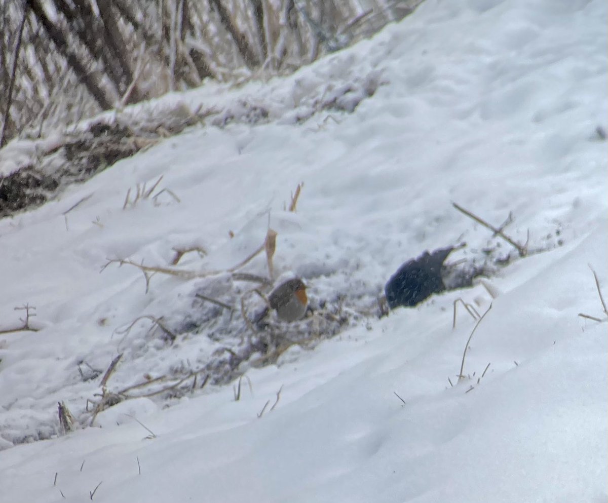 Iso ❤️ kaikille luonnon otuksille jotka luuli jo kevään koittaneen. Onneksi kurpitsapenkiksi asetettu hevosenolkipatjapläjäys tuntuu auttavan  ruokinnassa. Mustarastaita ja punarintoja vilisee 😅