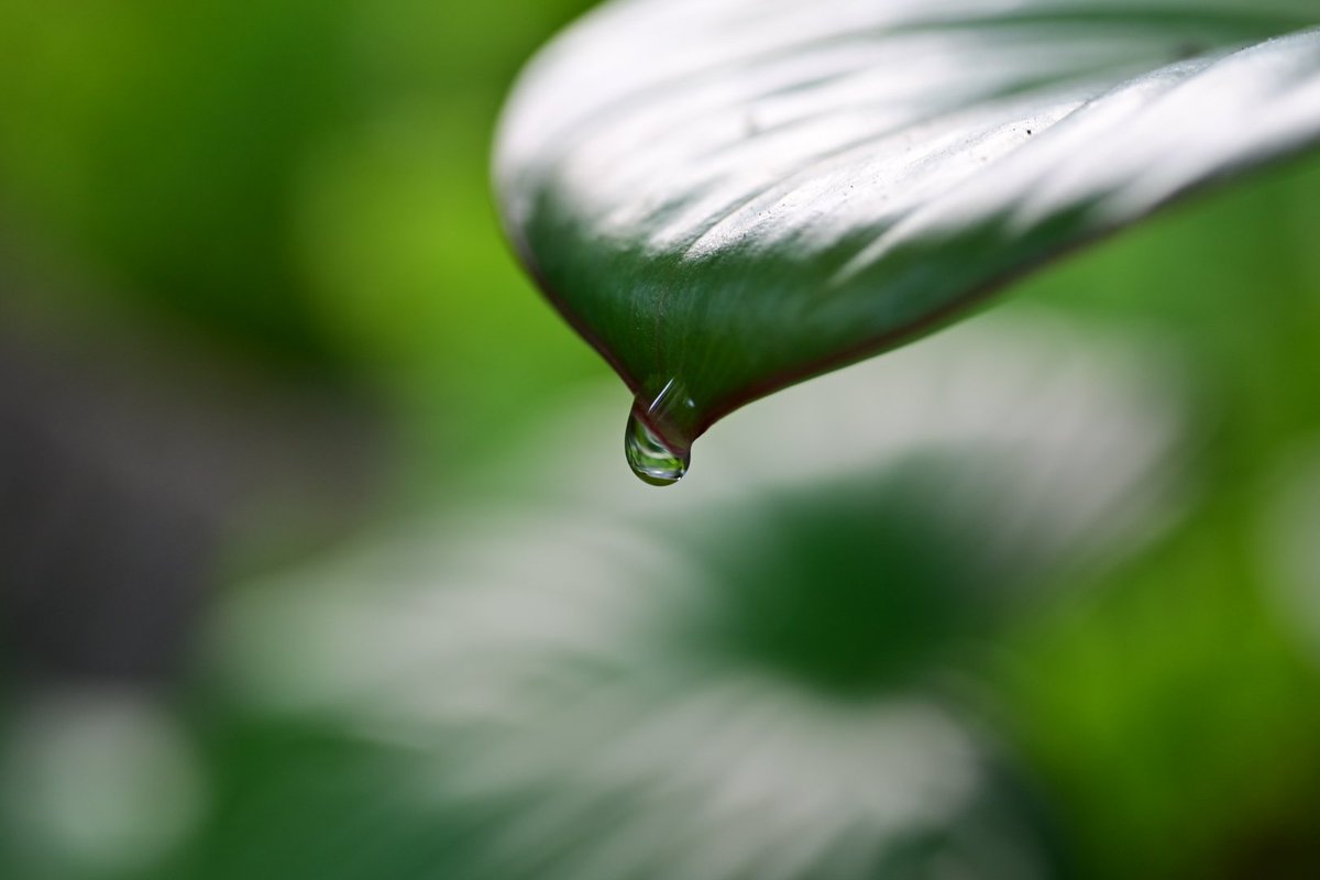 雫

#Nikon #photography #PhotographyIsArt #Microphotography