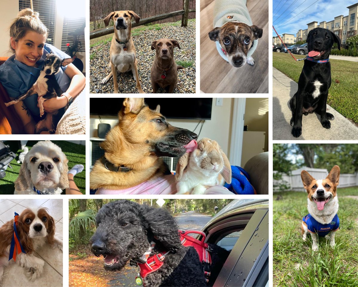 Happy #NationalPetsDay from our paw-some @UF Medicine furry friends to yours!