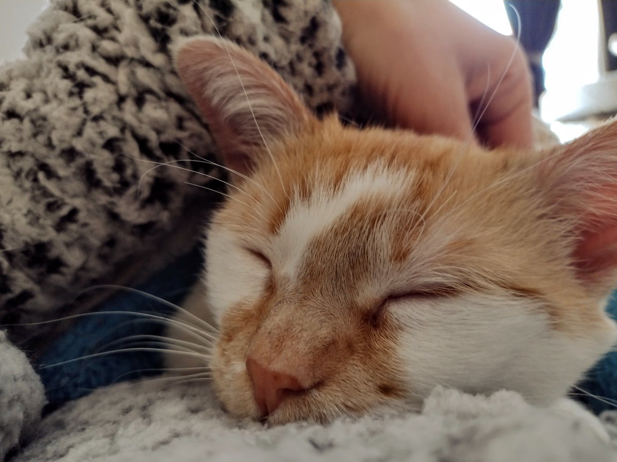 I's taking care of mama And it be importint job I gib her lots of cuddles As her hurty hed gos frob Her been so tired lately And her bak be bery sore Ebery day I gibs her purrs So dat she hurt no mor #CheddarPoetry #HurtyHed #MamaNeedsWest #MiteNotWeplyOrHart #NotShurIfFinCame