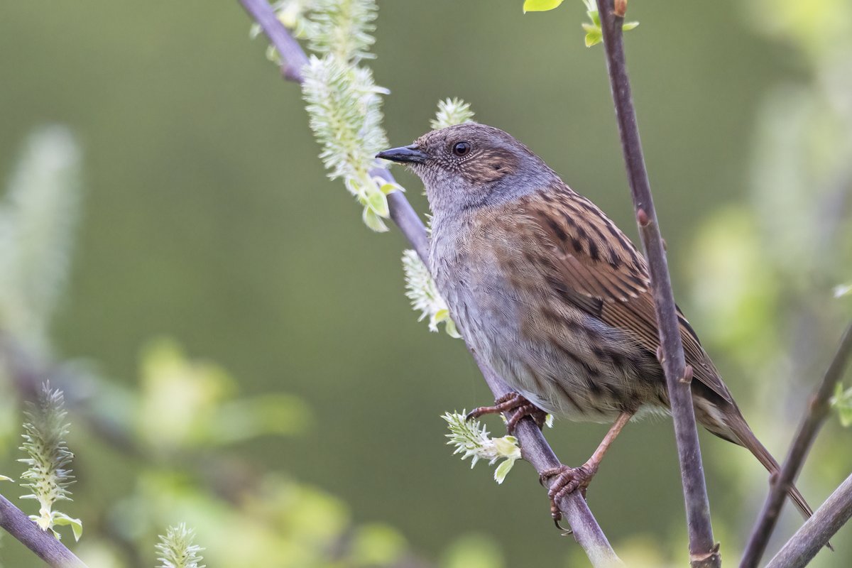 This humble Dunnock was the best I managed on a quiet morning at Magor Marsh #gwentbirds #gwentwildlife