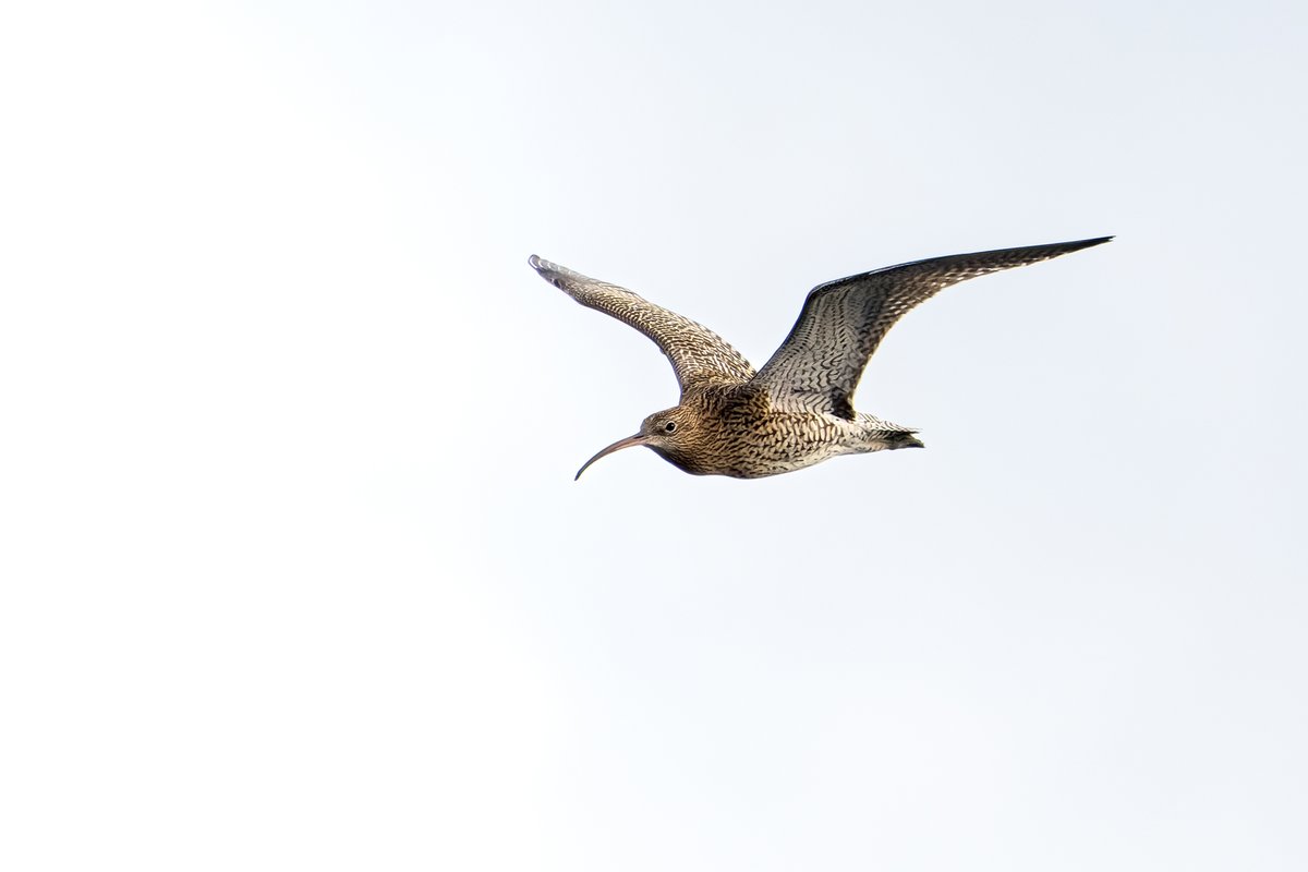 Not all migrants are travelling from somewhere warm. Curlews are already on the move, heading from our coasts and estuaries to higher ground, or perhaps over the North Sea to breed in Scandinavia. See our Birding Calendar for more birds to spot in April: the-soc.org.uk/pages/birding-…